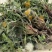 车前草野生车前草茶新鲜车茶草整颗车前草养生茶