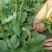 车前草野生车前草茶新鲜车茶草整颗车前草养生茶