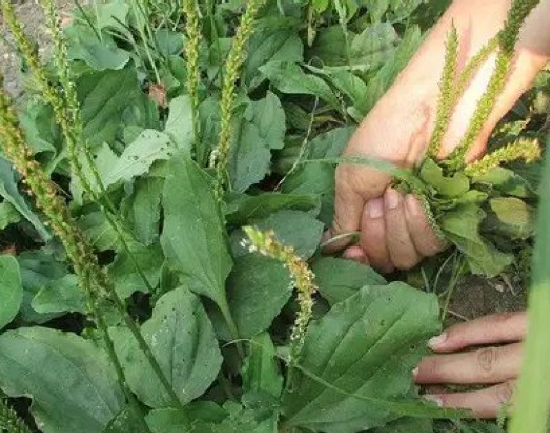 车前草野生车前草茶新鲜车茶草整颗车前草养生茶