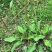 车前草野生车前草茶新鲜车茶草整颗车前草养生茶