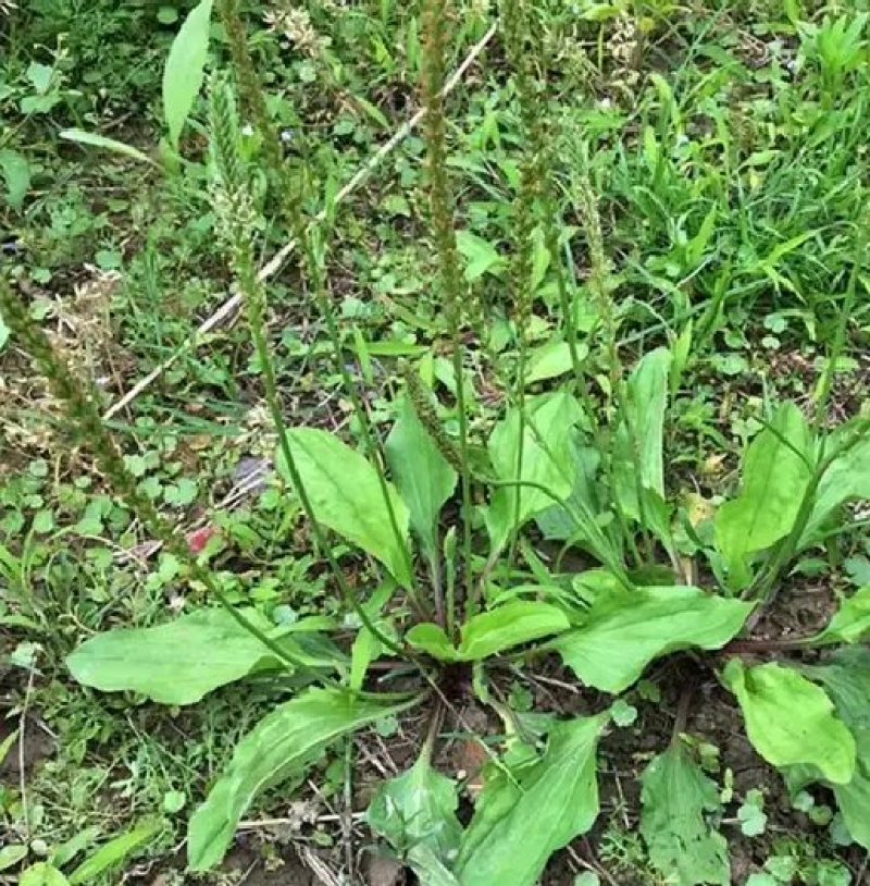 车前草野生车前草茶新鲜车茶草整颗车前草养生茶