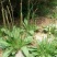 车前草野生车前草茶新鲜车茶草整颗车前草养生茶