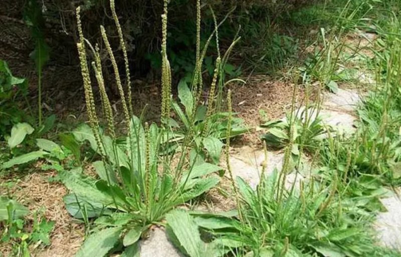车前草野生车前草茶新鲜车茶草整颗车前草养生茶
