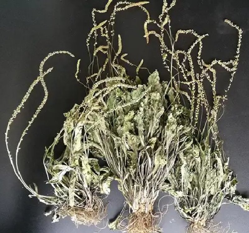 车前草野生车前草茶新鲜车茶草整颗车前草养生茶