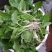 车前草野生车前草茶新鲜车茶草整颗车前草养生茶