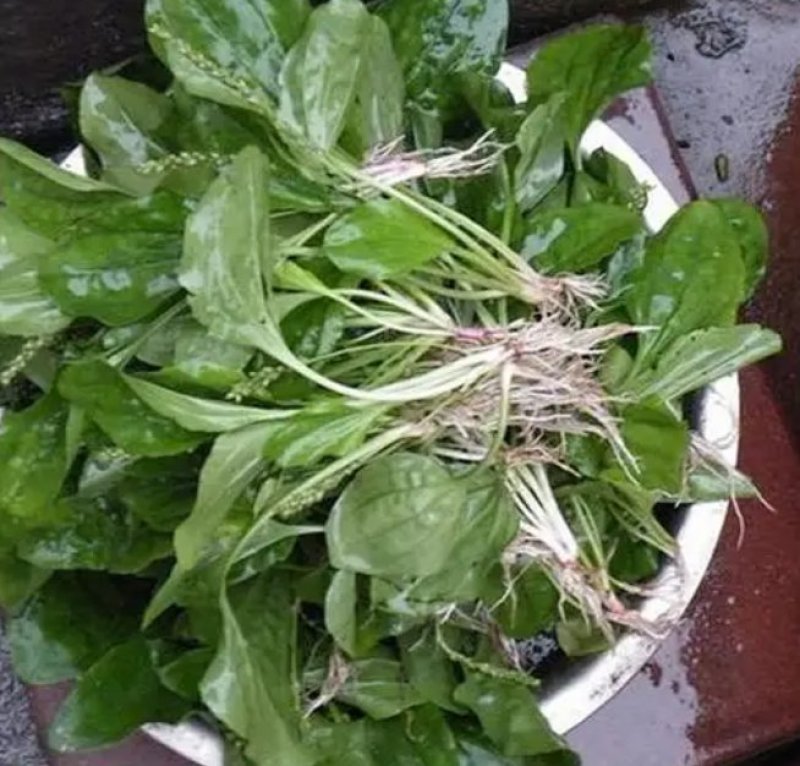 车前草野生车前草茶新鲜车茶草整颗车前草养生茶