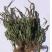 车前草野生车前草茶新鲜车茶草整颗车前草养生茶