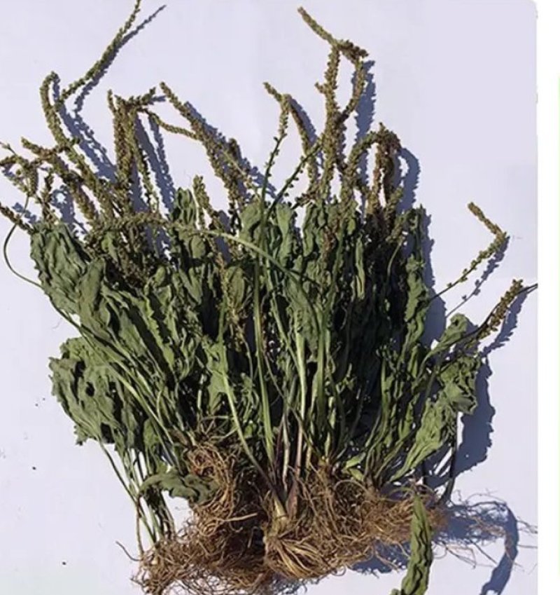 车前草野生车前草茶新鲜车茶草整颗车前草养生茶