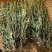 车前草野生车前草茶新鲜车茶草整颗车前草养生茶