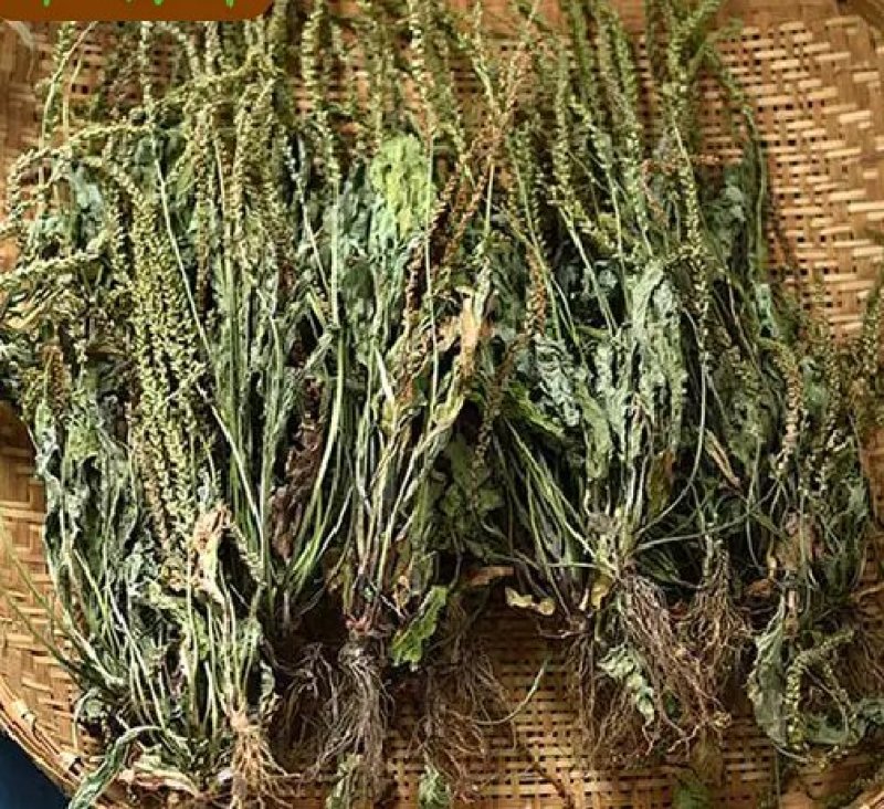 车前草野生车前草茶新鲜车茶草整颗车前草养生茶