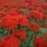 大花剪秋萝籽种多年生耐寒花卉花海公园庭院观赏