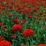 大花剪秋萝籽种多年生耐寒花卉花海公园庭院观赏
