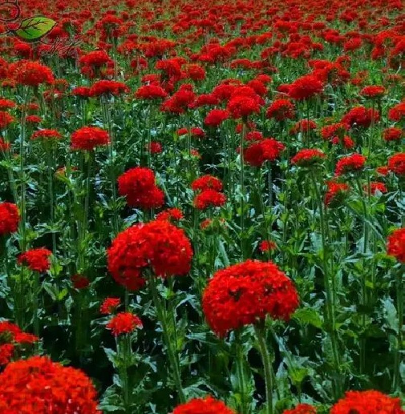 大花剪秋萝籽种多年生耐寒花卉花海公园庭院观赏