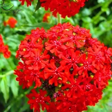 大花剪秋萝籽种多年生耐寒花卉花海公园庭院观赏
