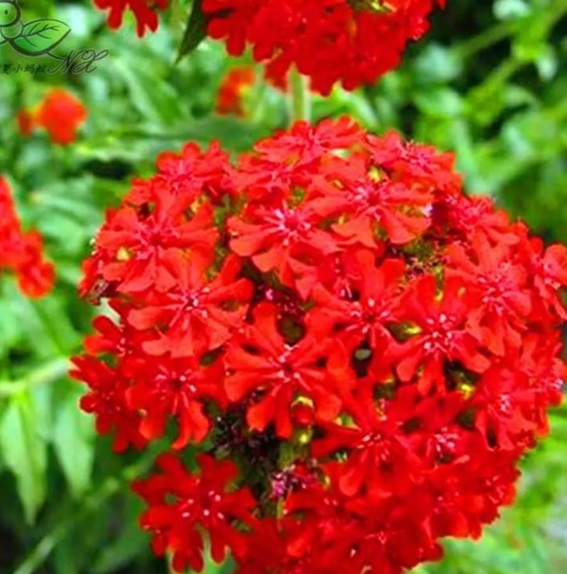 大花剪秋萝籽种多年生耐寒花卉花海公园庭院观赏