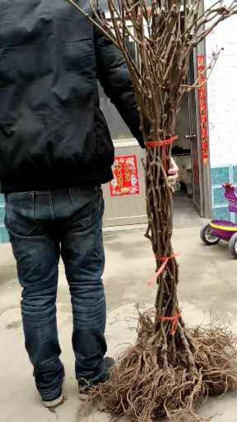 猕猴桃苗品种保证南北方种植产量高易管理