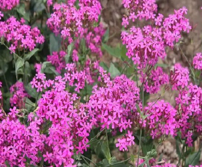 高雪伦籽种花卉景观绿化观赏花海公园庭院绿植