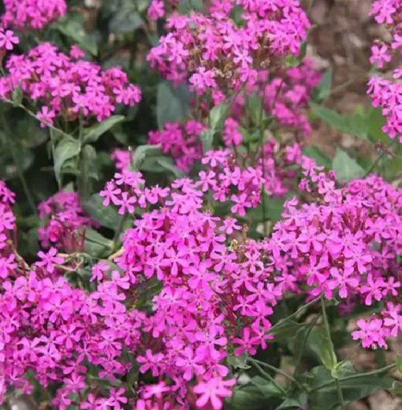 高雪伦籽种花卉景观绿化观赏花海公园庭院绿植
