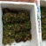 青枫...是一种专门嫁接红枫的一种枮木。