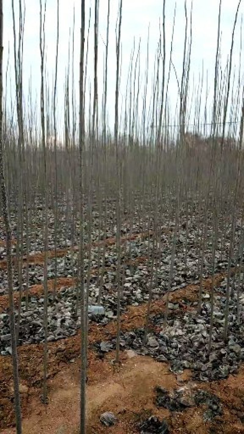 107速生杨树