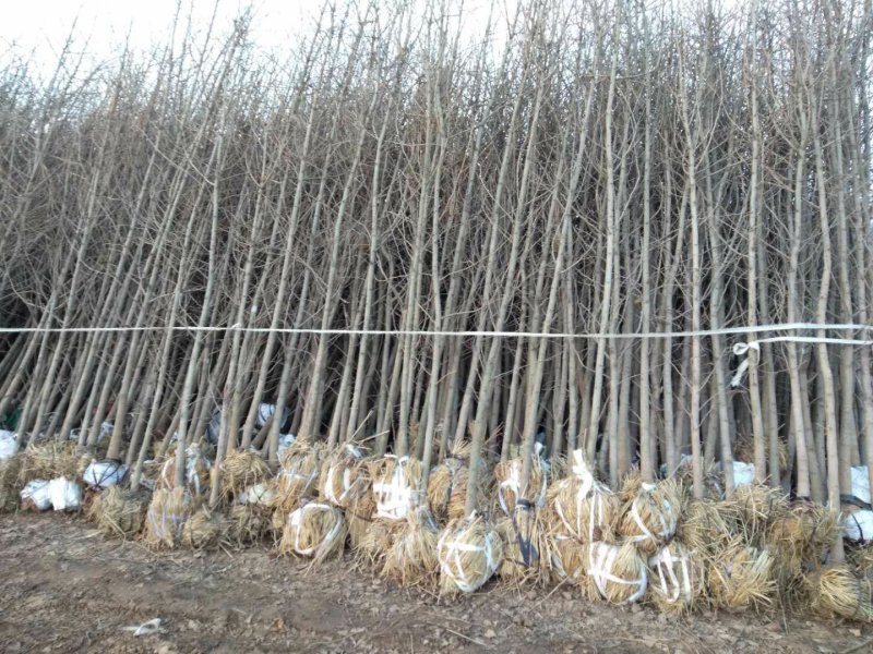 银杏苗基地直销价格便宜量大从优