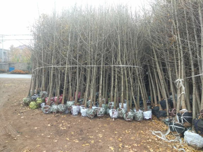 银杏苗基地直销价格便宜量大从优