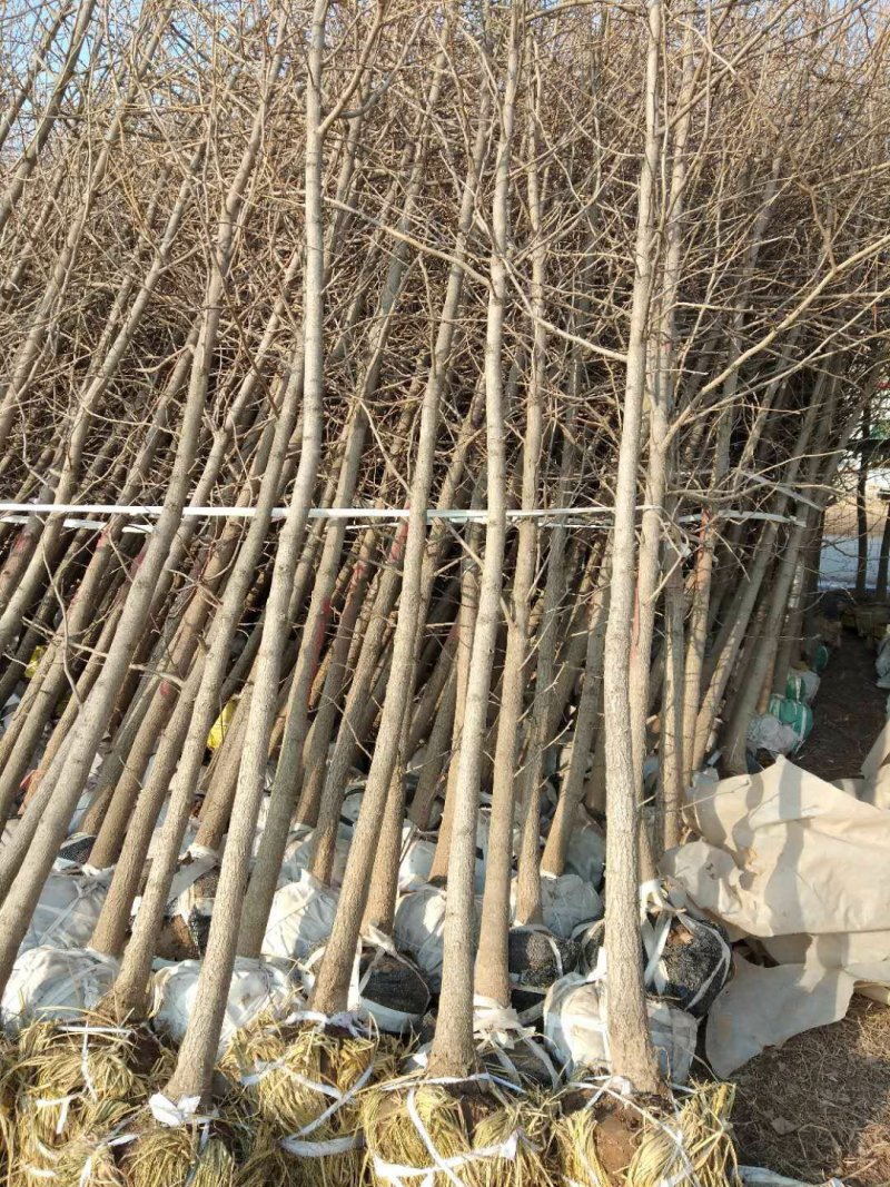 银杏苗基地直销价格便宜量大从优