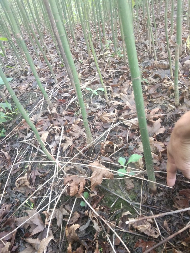 青枫...是一种专门嫁接红枫的一种枮木。