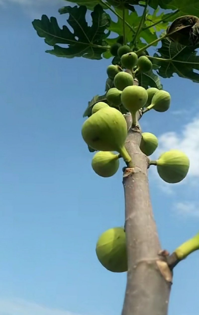 布兰瑞克无花果苗包邮包品种包成活易管理产量高