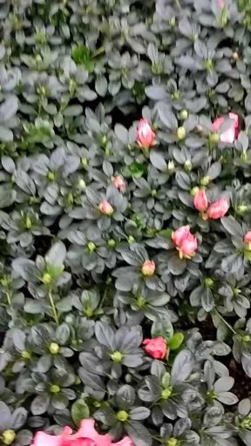 杜鹃花盆景各种规格颜色杨梅红小桃红樱桃红