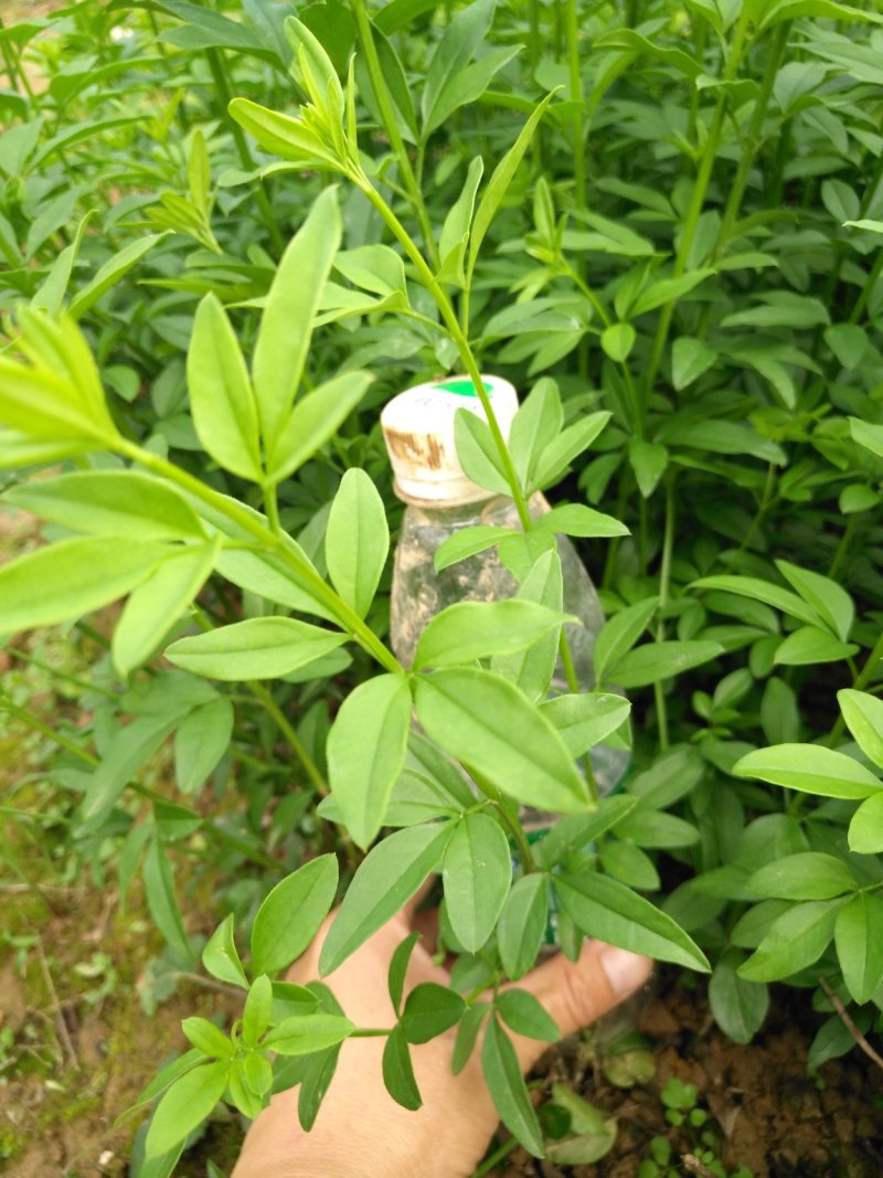 迎春花报春花云南黄素馨20一150cm苗青护坡苗