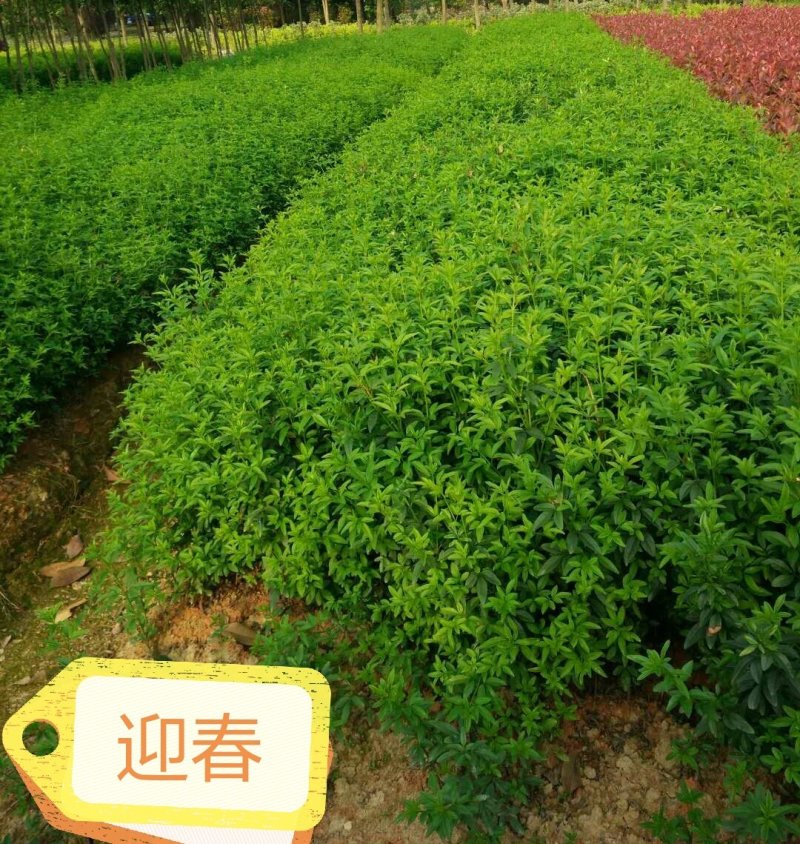 迎春花报春花云南黄素馨20一150cm苗青护坡苗