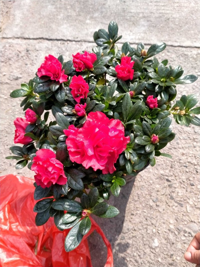 杜鹃花盆景各种规格颜色杨梅红小桃红樱桃红