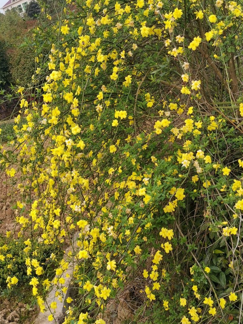 迎春花报春花云南黄素馨20一150cm苗青护坡苗