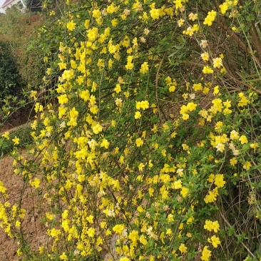 迎春花报春花云南黄素馨20一150cm苗青护坡苗