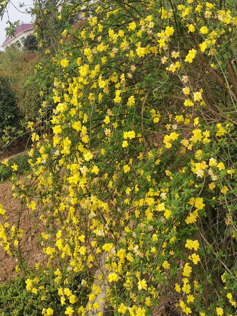 迎春花报春花云南黄素馨20一150cm苗青护坡苗