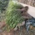 迎春花报春花云南黄素馨20一150cm苗青护坡苗