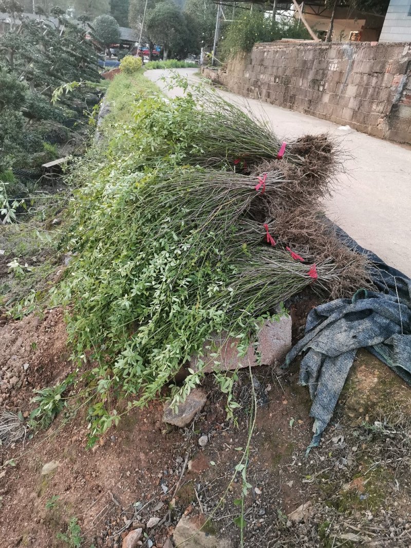 迎春花报春花云南黄素馨20一150cm苗青护坡苗