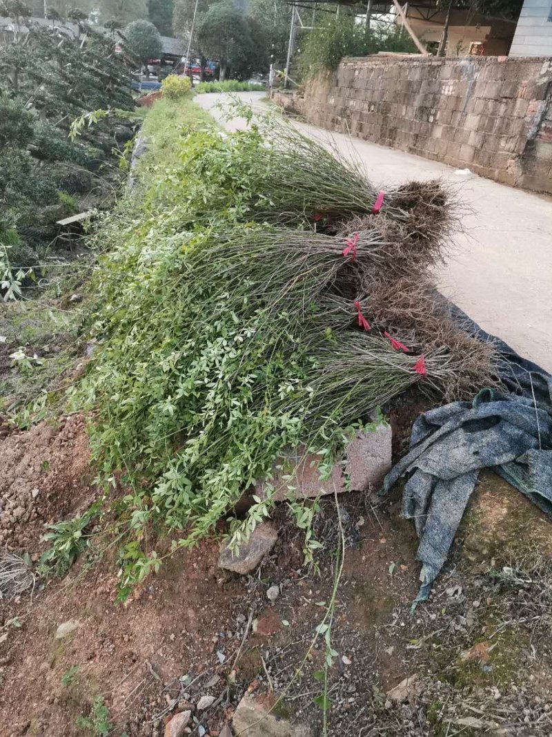 迎春花报春花云南黄素馨20一150cm苗青护坡苗