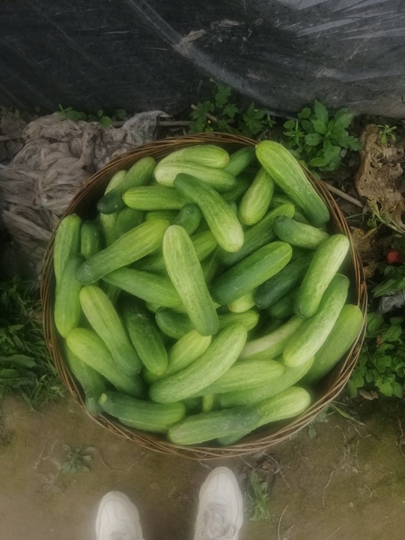 蔬菜