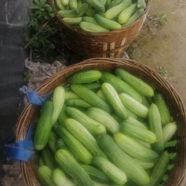 蔬菜