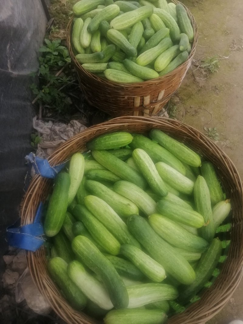 蔬菜