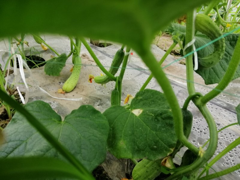 蔬菜