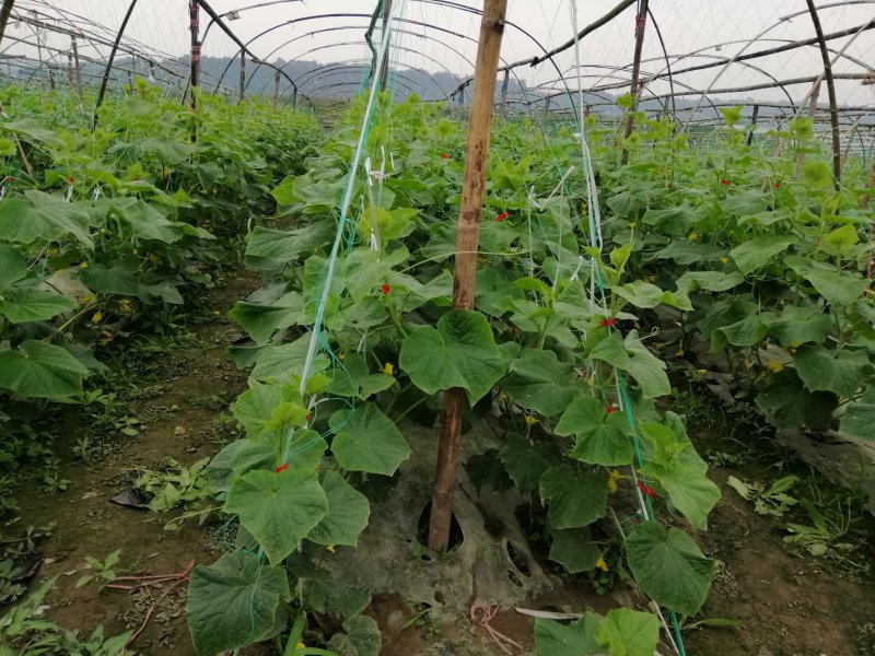 蔬菜
