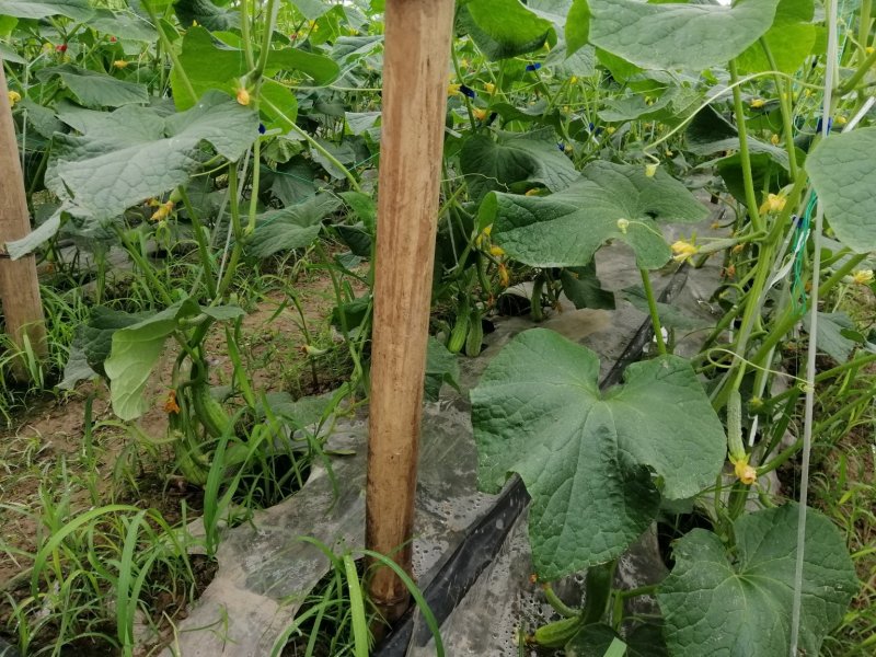 蔬菜