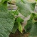 蔬菜