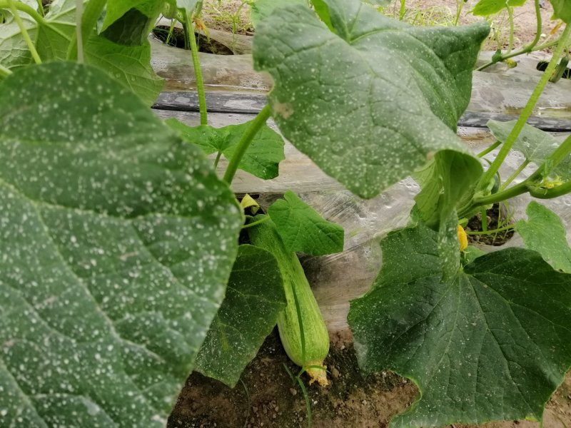 蔬菜