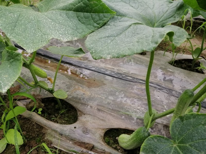 蔬菜