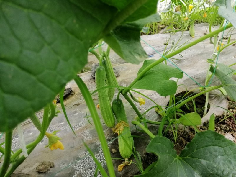 蔬菜