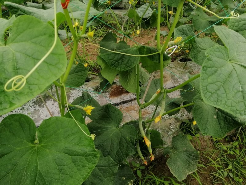 蔬菜